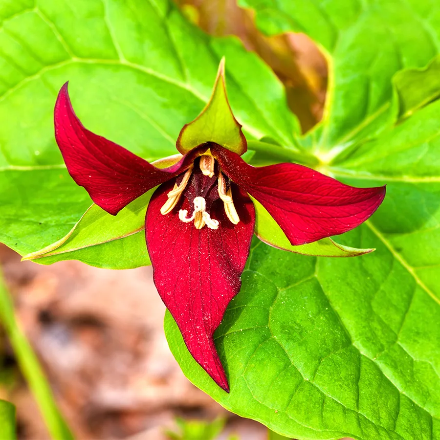 Gros plan en plongée sur un trillium erectum. Il ressemble au trille blanc, mais ses pétales sont rouge vif et ses étamines jaunes. Trois bractées pointent entre les pétales, au-dessus de grandes feuilles vertes regroupées par trois.