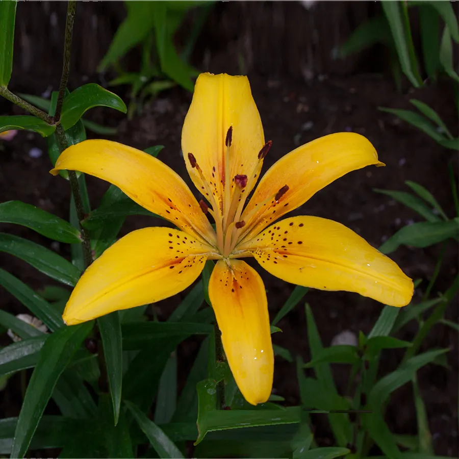 Gros plan photo sur un lys du Canada. Fleur jaune à six longs pétales sur haute tige avec des étamines d’un brun rougeâtre. Au centre de la corolle : des petits points rougeâtres sur le bas des pétales.