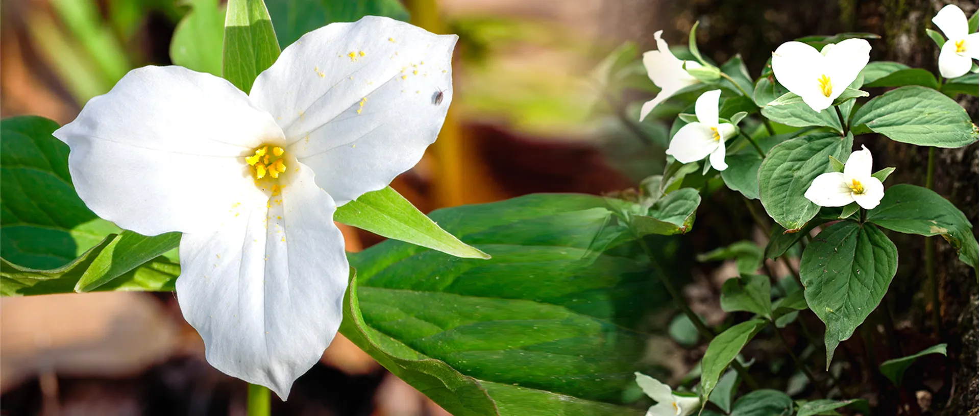 Gros plan de trilles blancs aux pétales ouverts et au cœur jaune, entourés de feuilles vertes, photographiés dans un environnement forestier naturel.