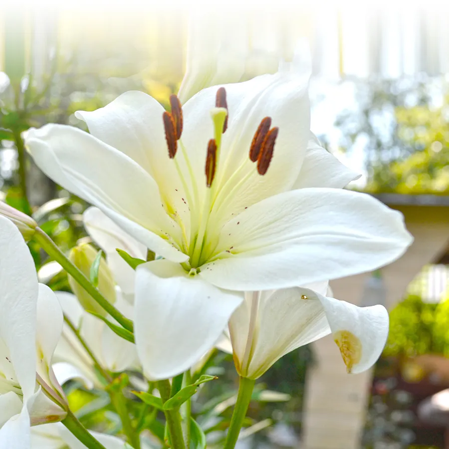 Gros plan photo sur un lys blanc. Fleur blanche à six longs pétales sur haute tige avec des étamines brunes.